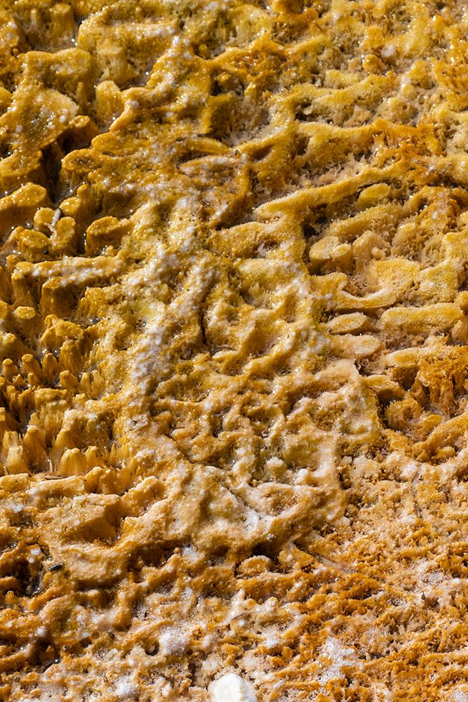 USA-Wyoming-Yellowstone National Park-Black Sand Basin-Detail of colorful thermophile bacteria mat